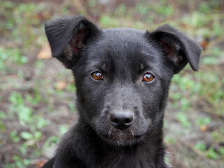 Portrait of a black puppy.