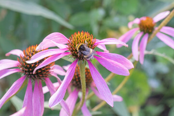 Echinacea purple flower and bee  in the garden