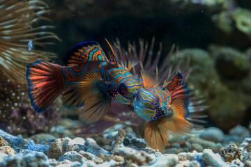 Mandarin fishes fight for territory