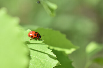 insects on a tree branch in the forest