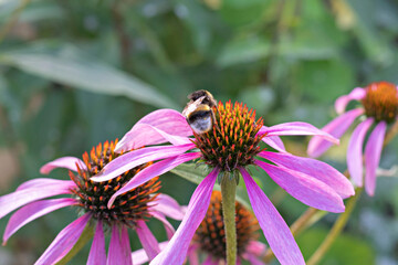 Echinacea purple flower and bee  in the garden