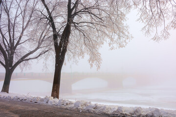 trees in mist on a frosty morning. wonderful urban scenery in wintertime. location linden alley on the embankment of river uzh