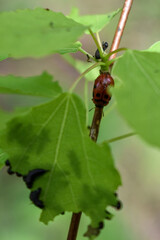 insects on a tree branch in the forest