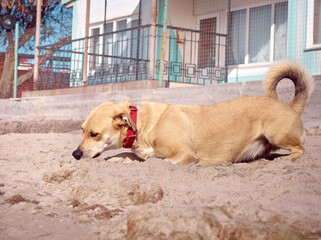 Active dog playing on the beach