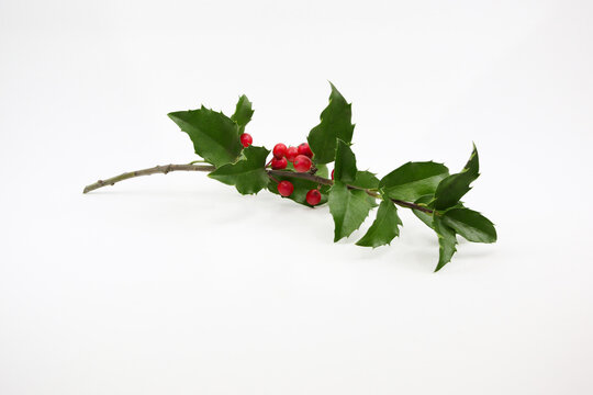 Curved holly branch isolated on white