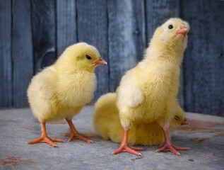 Little yellow cute baby chicks.