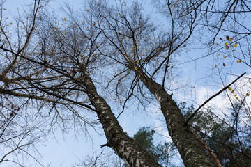 City Riga, Latvia. White birch and blue sky. Travel photo.