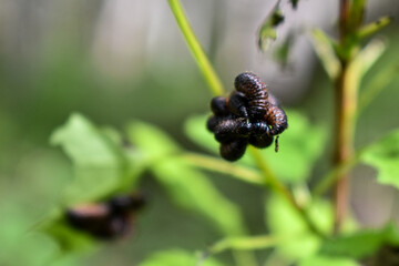 insects on a tree branch in the forest