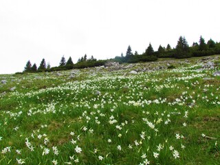 Alpine meadow with white poet's daffodil flowers in Slovenia