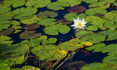 water lily in the pond