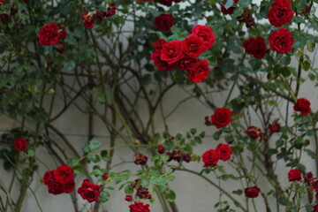 Fototapeta na wymiar Close-up of garden rose blooming in the summer in the garden
