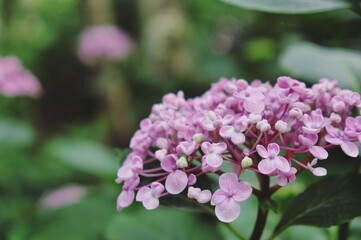 Pink Hydrangea macrophylla 'Ayesha' in flower during the summer months