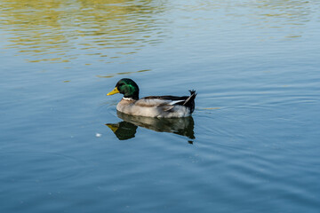 Duck floating in the lake