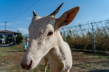 Portrait head of white deer close up