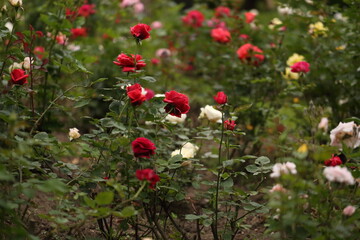 Close-up of garden rose blooming in the summer in the garden