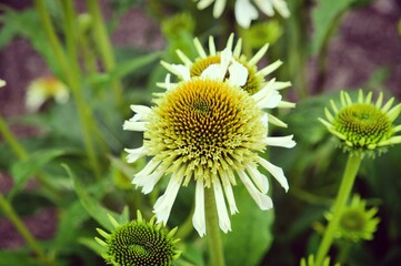 Echinacea purpurea 'Milkshake' conflower blooming in the summer months