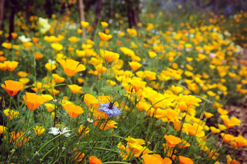 Fototapeta premium Eschscholzia californica, Californian poppies growing in a wildflower meadow