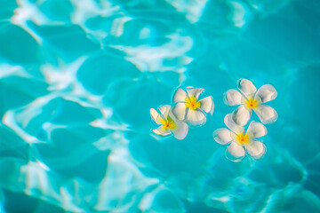 Fototapeta na wymiar Few white little plumeria flowers are in the crystal blue water, close up, background