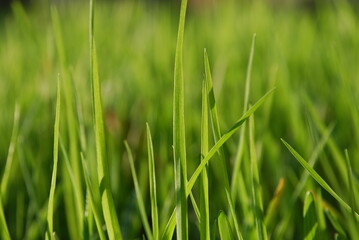 Young green shoots of grass.
Close-up on young shoots of green grass. The sun illuminates the shoots at an angle part of the leaves in the sun part in the shade of other leaves.
