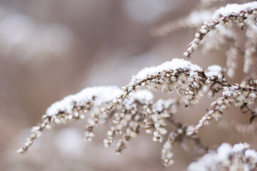 twigs of plants under the snow. Winter in nature, close up