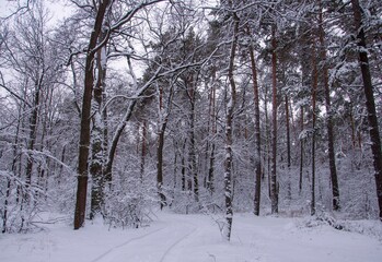 Winter twilight in a snowy forest. All trees, branches and trunks are covered with fluffy snow. Traces are visible on the newly-fallen snow