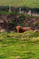 Highland cow in the field.