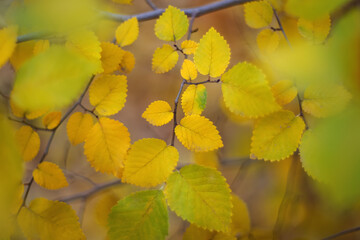 Background of yellow leaves. Bright yellow leaves on a tree branch. Selective and soft focus.