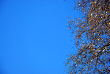 Blue saturated sky and birch branches.
Autumn clear day. Against the background of the blue sky, birch branches with yellow leaves. Some of the leaves have already fallen.