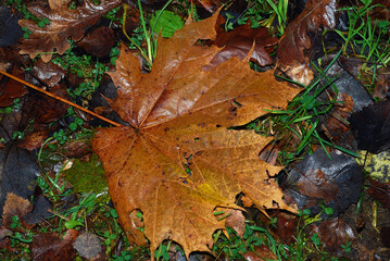 Fallen brown maple leaf.
A yellow-brown wet maple leaf lies on the grass. Around the grass and blackened and dark brown leaves of other trees,