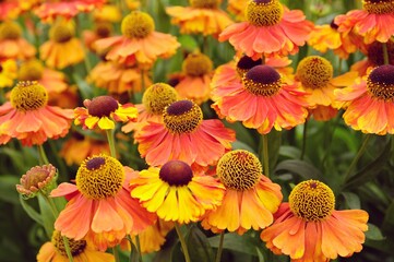 Helenium 'Sahin's Early Flowerer' sneezeweed daisies  in flower during the summer months