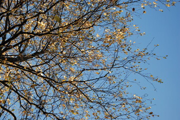 Sprawling birch with many branches.
Autumn day, birch tree with many branches growing in different directions against the blue sky. There are yellow leaves on the branches. Against the background of t