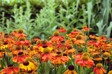 Helenium 'Sahin's Early Flowerer' sneezeweed daisies  in flower during the summer months
