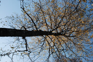 Sprawling birch with many branches.
Autumn day, birch tree with many branches growing in different directions against the blue sky. There are yellow leaves on the branches. Against the background of t
