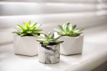 Beautiful potted succulents on white window sill