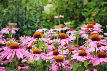 Echinacea purpurea daisy  'Pink Parasol' during the summer months