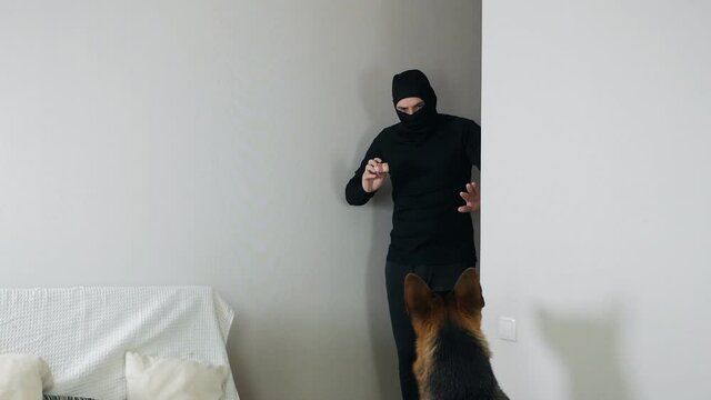 Burglary and entry for the purpose of committing a crime. A masked thief sneaks into the apartment and tries to persuade the German shepherd dog with sausage