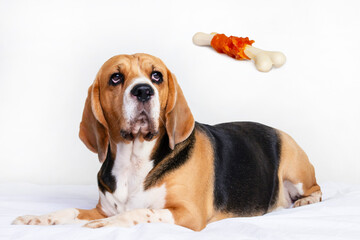 funny dog beagle lies and thinks about food, bone on gray background