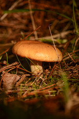 orange cap boletus