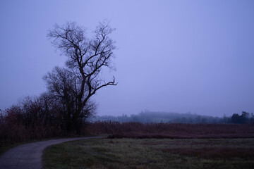 Pfäffiker See mit Nebel im Morgengrauen