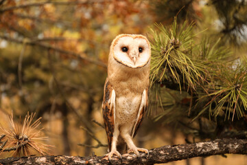 Beautiful common barn owl on tree outdoors