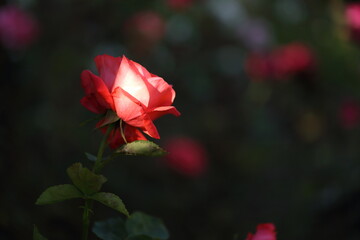Close-up of garden rose blooming in the summer in the garden