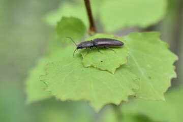 insects on a tree branch in the forest