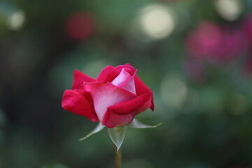 Close-up of garden rose blooming in the summer in the garden
