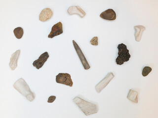 Belemnite surrounded by various fossils on a white background.