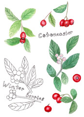 Watercolor illustration of red cotoneaster  with  leaves for beautiful Christmas design  on white isolated background. Watercolor winter berries, evergreen plants. Line art and watercolor 