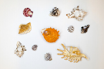 Group of marine multi-colored needle shells on a white background.