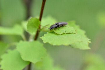 insects on a tree branch in the forest