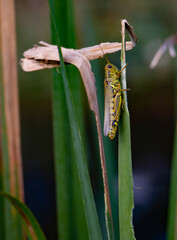 grasshopper