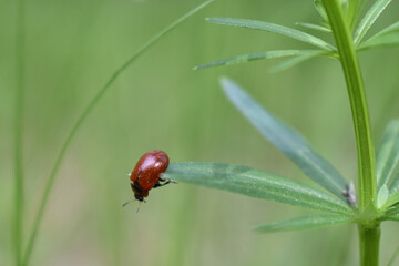insects on a tree branch in the forest