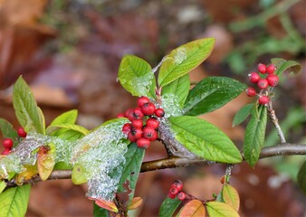 Red hip frozen berry in winter background